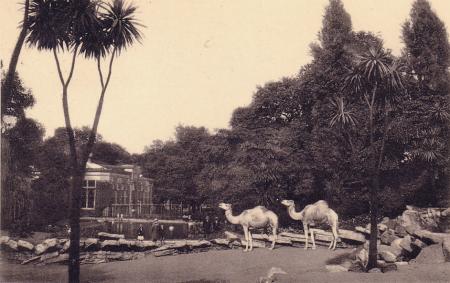 ANVERS le zoo en 1930.