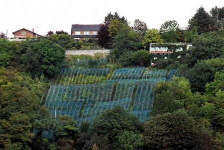 les coteaux Hutois aujourd'hui , photo du 15septembre 2007. Philippe BURETTE.